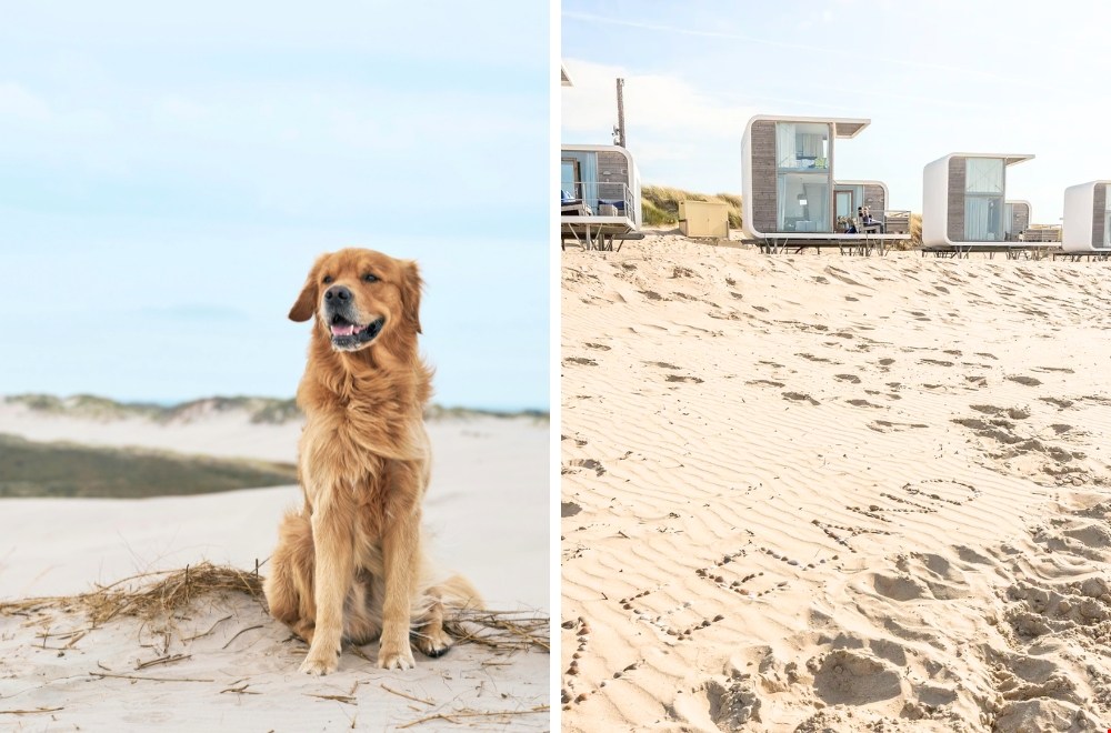 Van de Waddeneilanden tot Toscane: dit zijn de leukste plekken waar je hond gewoon mee mag